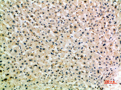 CD204 Rabbit Polyclonal Antibody