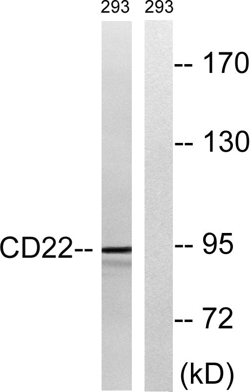 CD22 Rabbit Polyclonal Antibody