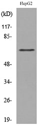 CD229 Rabbit Polyclonal Antibody