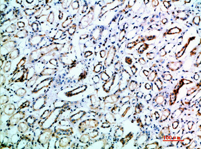 CD231 Rabbit Polyclonal Antibody