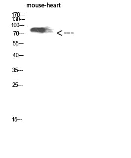 CD238 Rabbit Polyclonal Antibody
