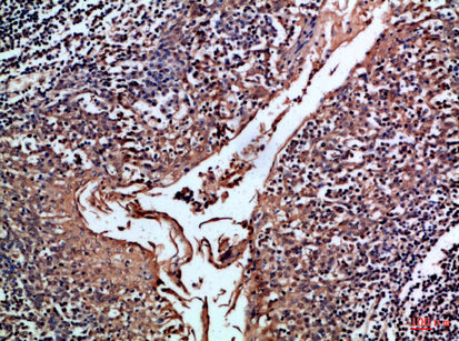 CD24 Rabbit Polyclonal Antibody