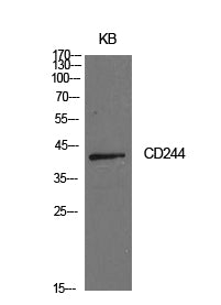CD244 Rabbit Polyclonal Antibody