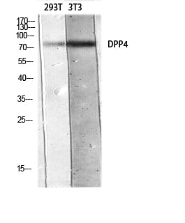 CD26 Rabbit Polyclonal Antibody
