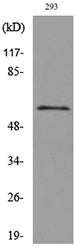 CD276 Rabbit Polyclonal Antibody
