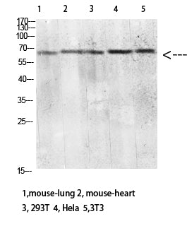 CD299 Rabbit Polyclonal Antibody