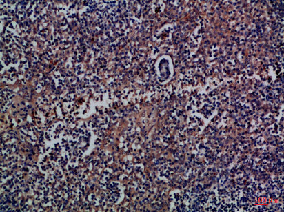 CD300a Rabbit Polyclonal Antibody