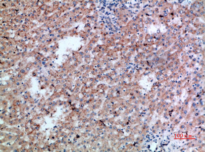 CD300b Rabbit Polyclonal Antibody