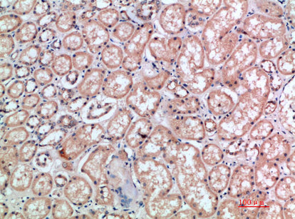 CD300e Rabbit Polyclonal Antibody