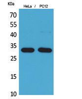 CD300f Rabbit Polyclonal Antibody
