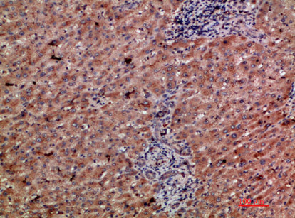 CD303 Rabbit Polyclonal Antibody