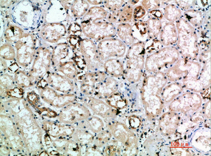 CD314 Rabbit Polyclonal Antibody