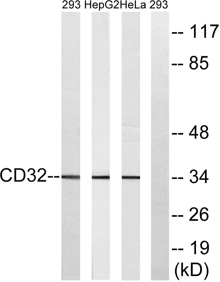 CD32 Rabbit Polyclonal Antibody