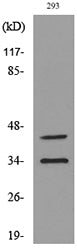 CD38 Rabbit Polyclonal Antibody