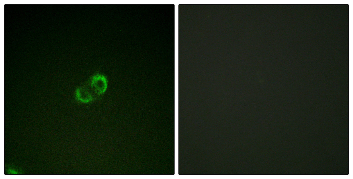 CD50 Rabbit Polyclonal Antibody