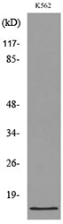 CD59 Rabbit Polyclonal Antibody