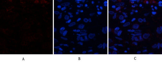 CD63 Rabbit Polyclonal Antibody