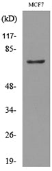 CD66e Rabbit Polyclonal Antibody