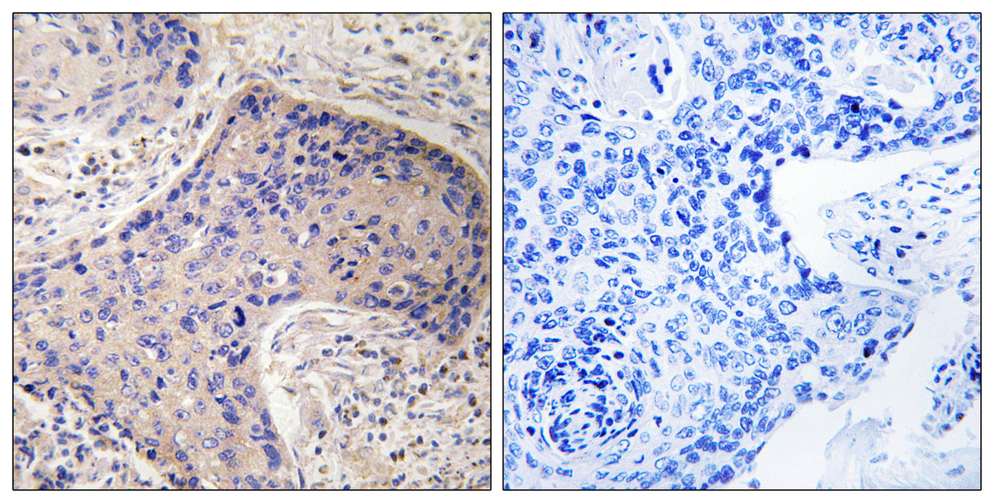 CD75 Rabbit Polyclonal Antibody