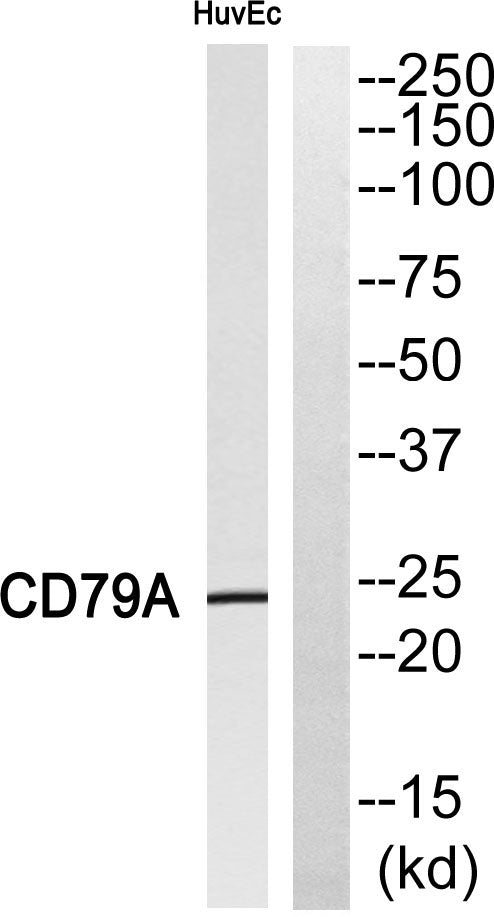 CD79a Rabbit Polyclonal Antibody