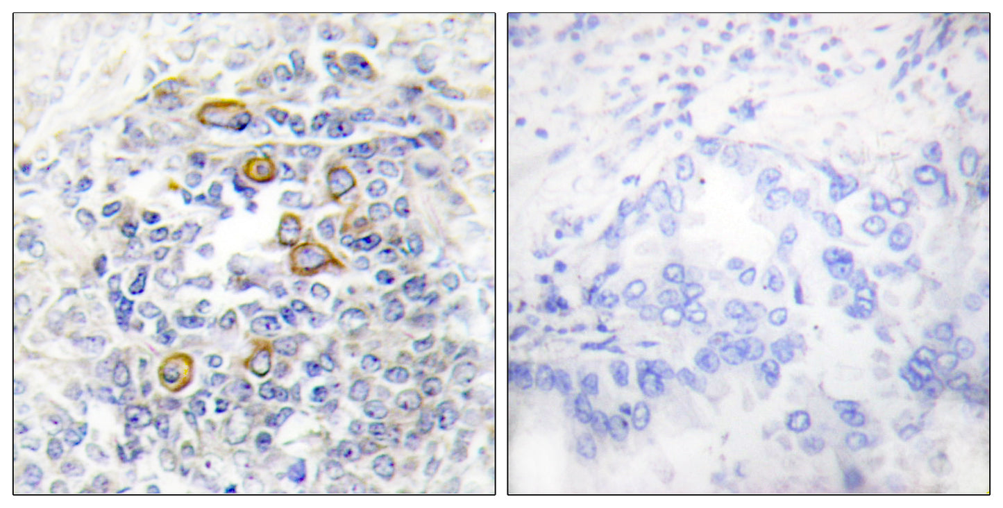 CD83 Rabbit Polyclonal Antibody
