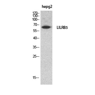 CD85c Rabbit Polyclonal Antibody