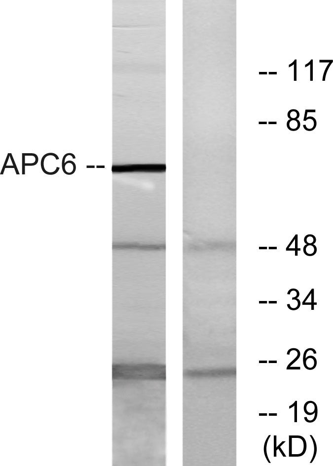 Cdc16 Rabbit Polyclonal Antibody