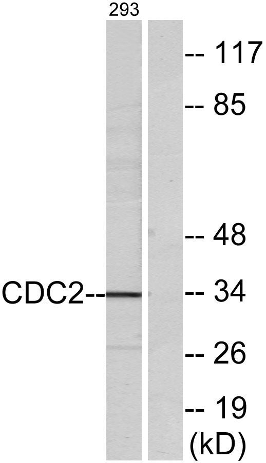 Cdc2 Rabbit Polyclonal Antibody