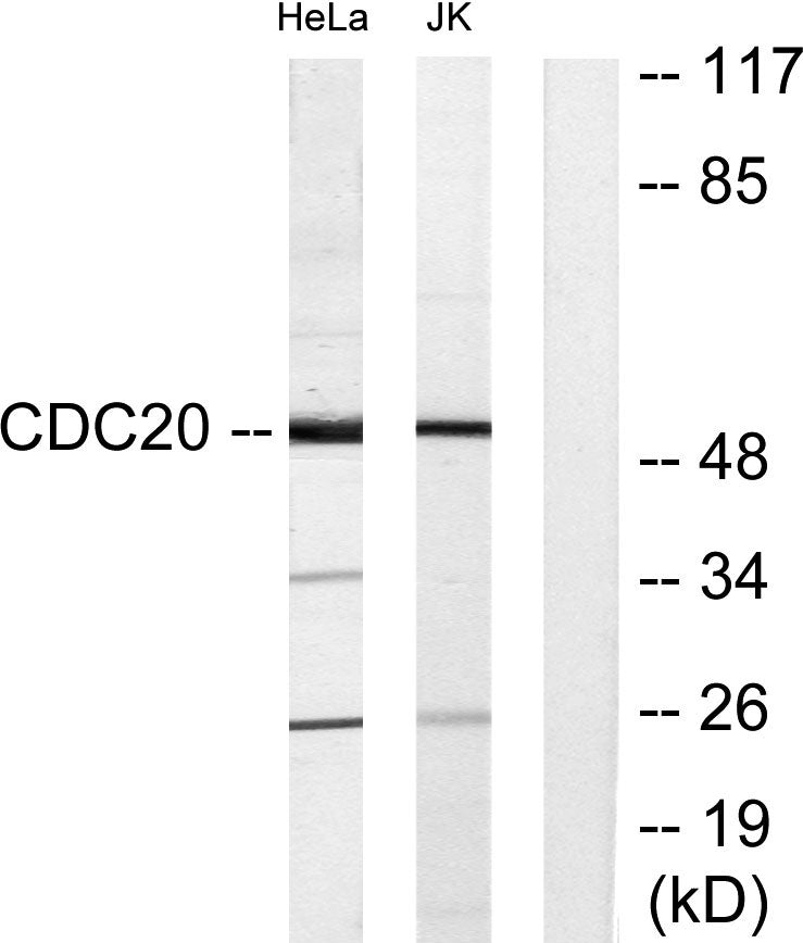 Cdc20 Rabbit Polyclonal Antibody