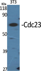 Cdc23 Rabbit Polyclonal Antibody