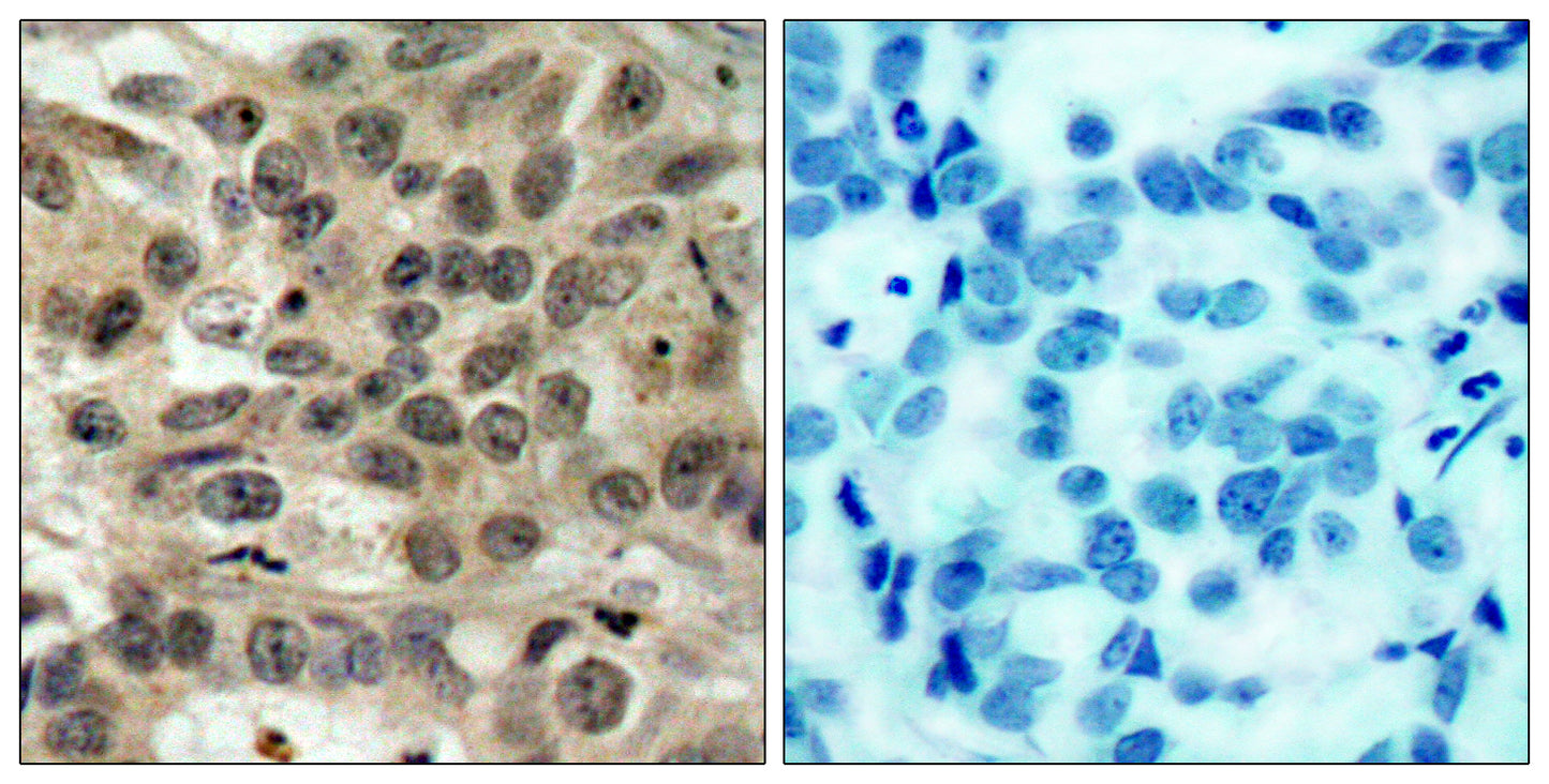Cdc25C Rabbit Polyclonal Antibody