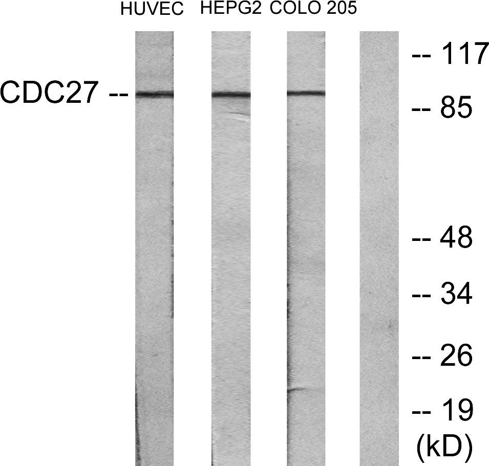 Cdc27 Rabbit Polyclonal Antibody