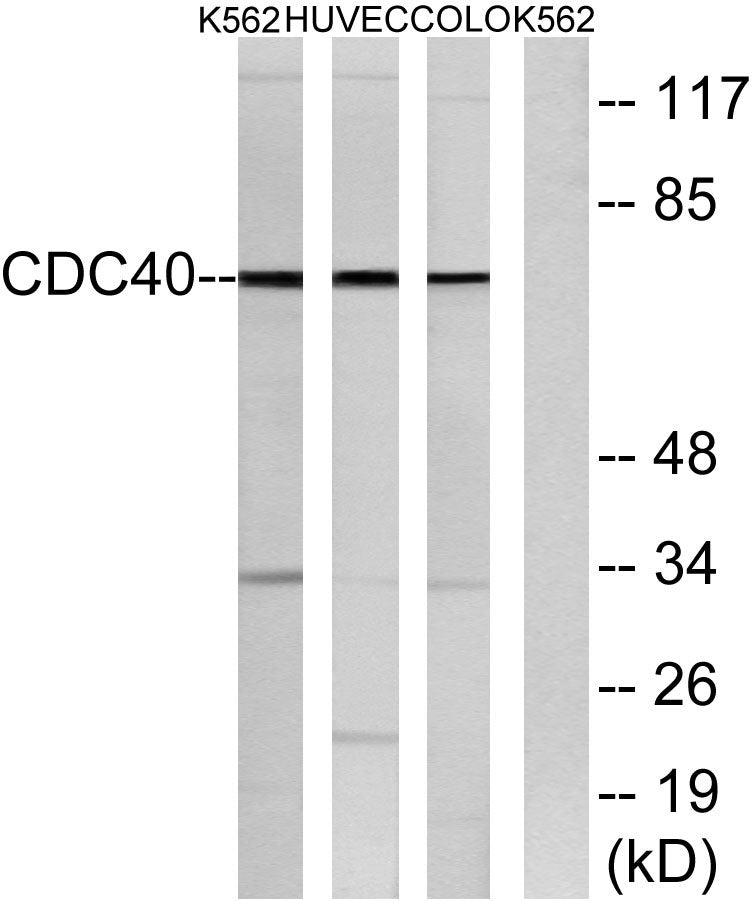 Cdc40 Rabbit Polyclonal Antibody