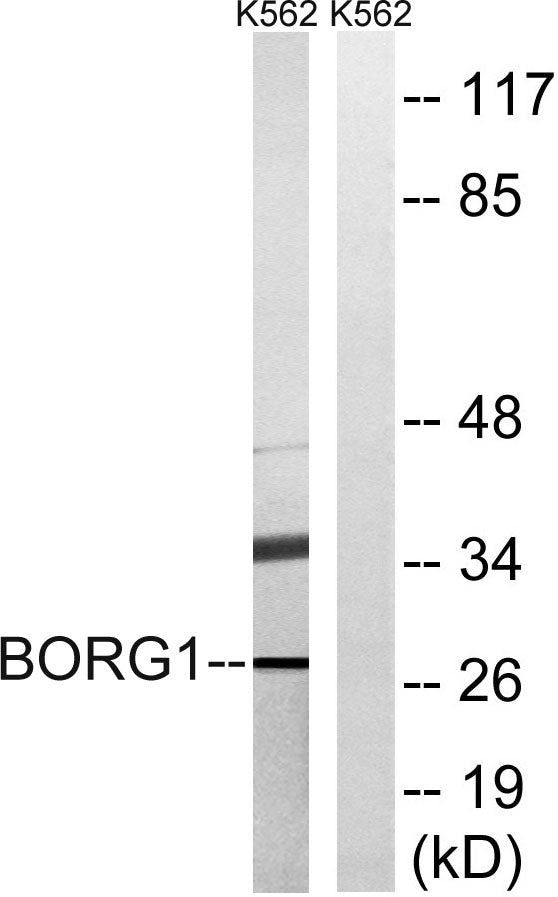 Cdc42EP2 Rabbit Polyclonal Antibody