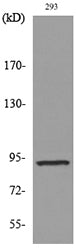 CDCP1 Rabbit Polyclonal Antibody