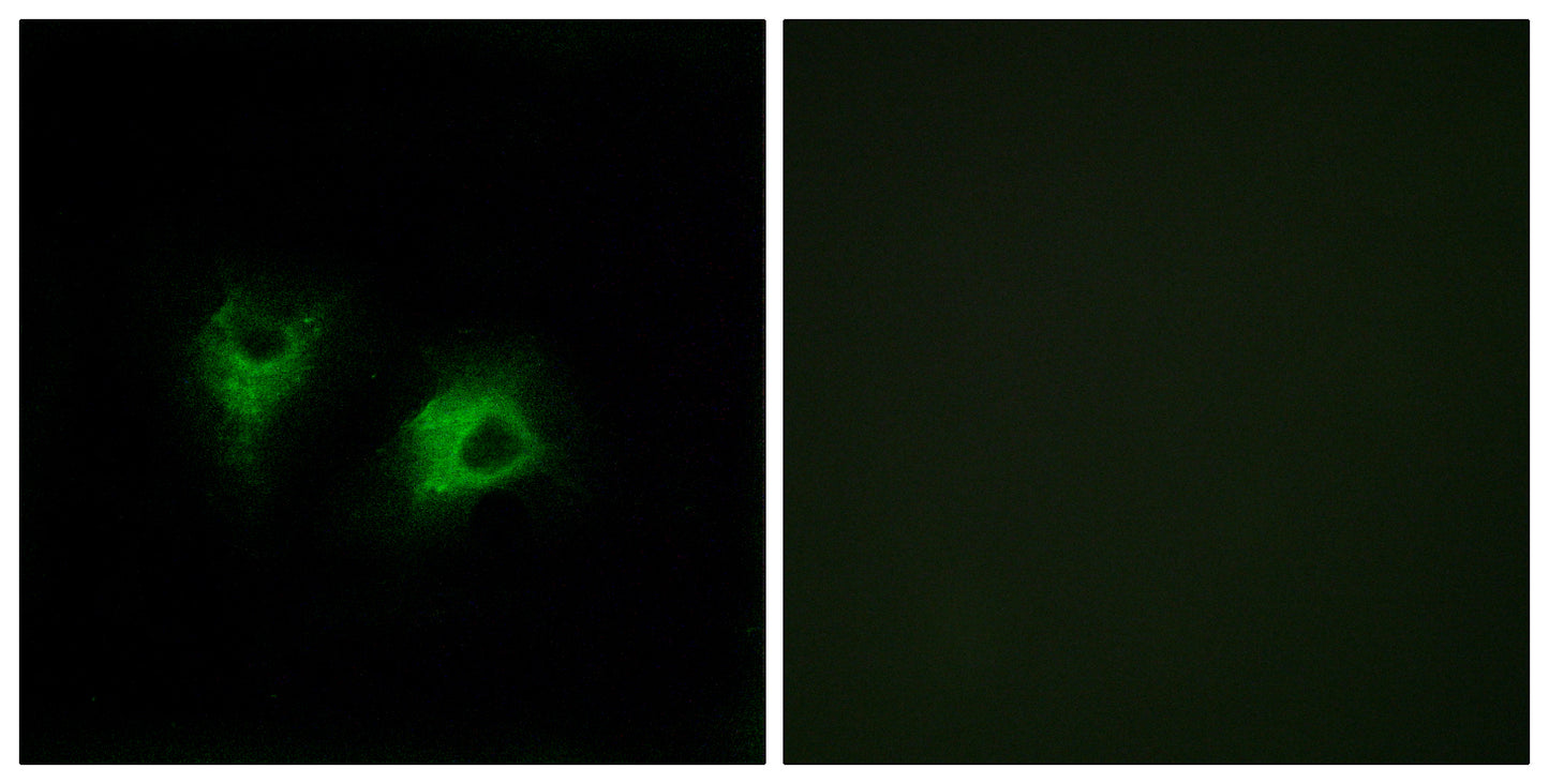 CDHF10 Rabbit Polyclonal Antibody