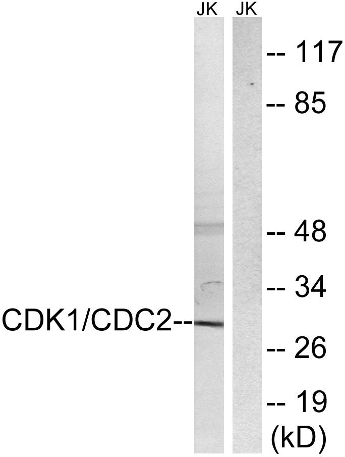 Cdk1/2/3 Rabbit Polyclonal Antibody