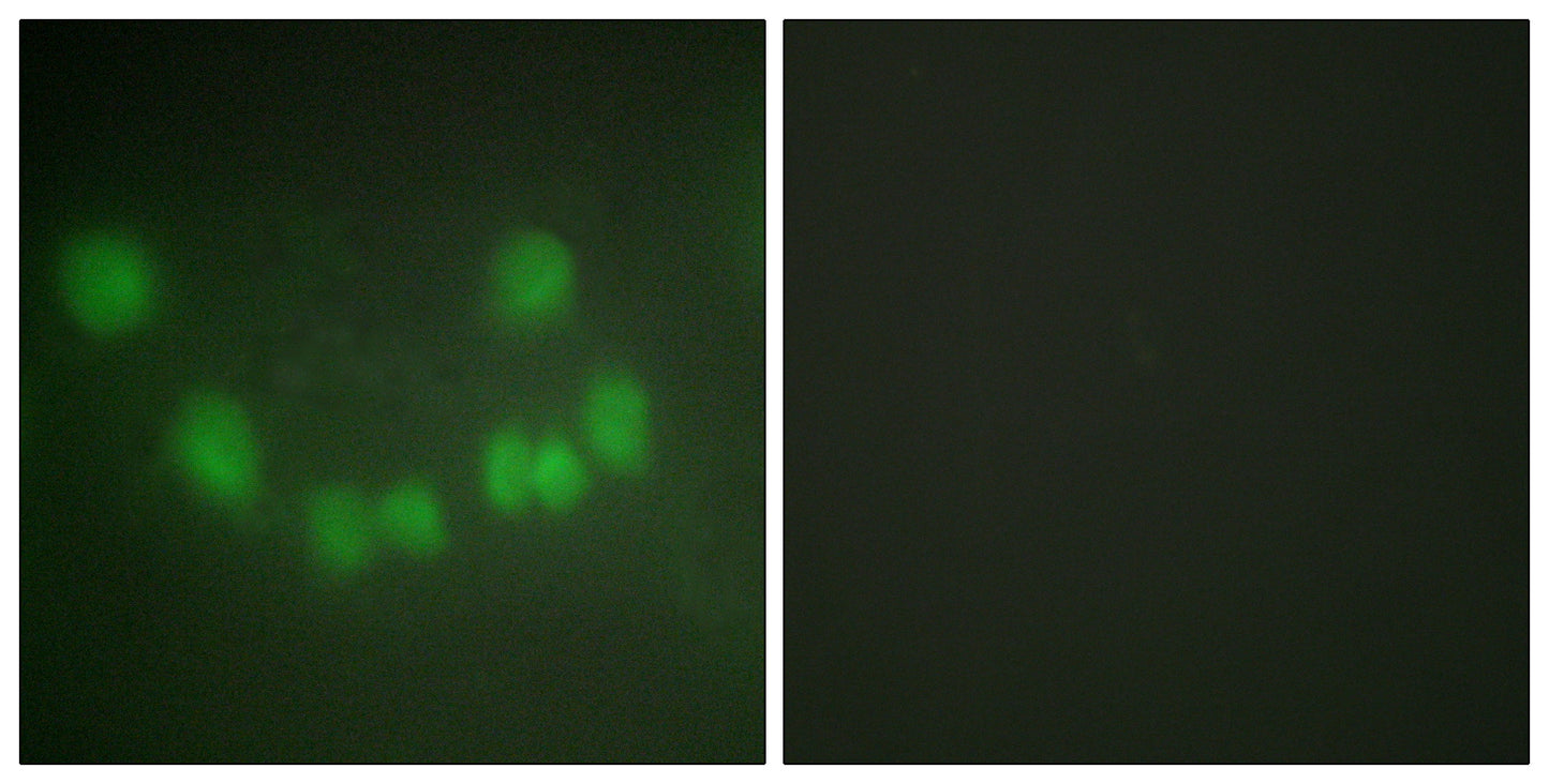 Cdk1/Cdc2 Rabbit Polyclonal Antibody