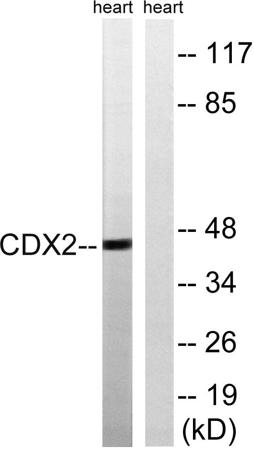 Cdx2 Rabbit Polyclonal Antibody