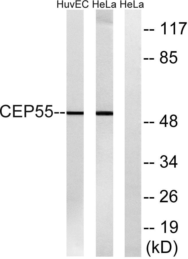 CEP55 Rabbit Polyclonal Antibody