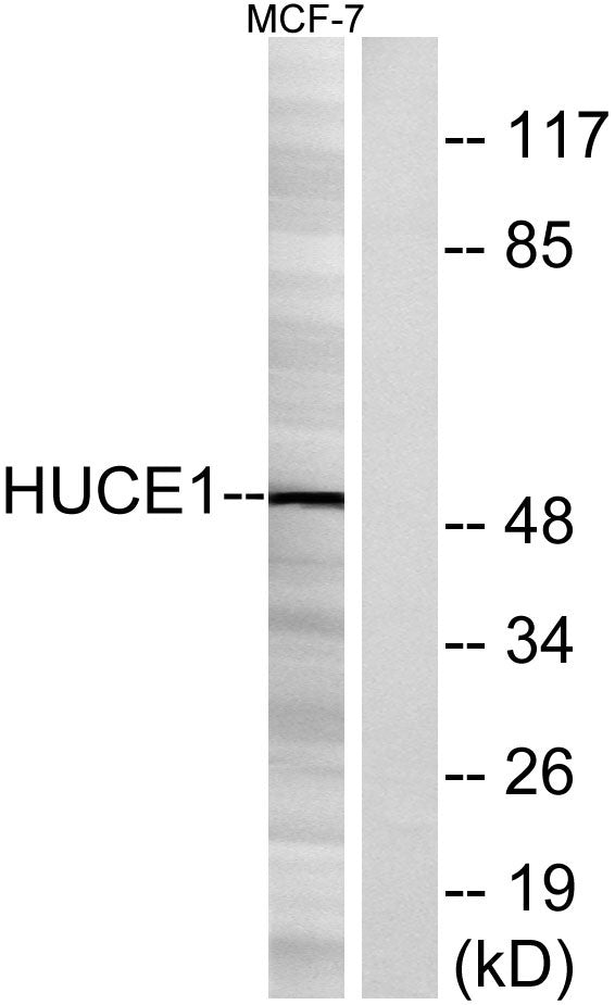 Cerebral 1 Rabbit Polyclonal Antibody