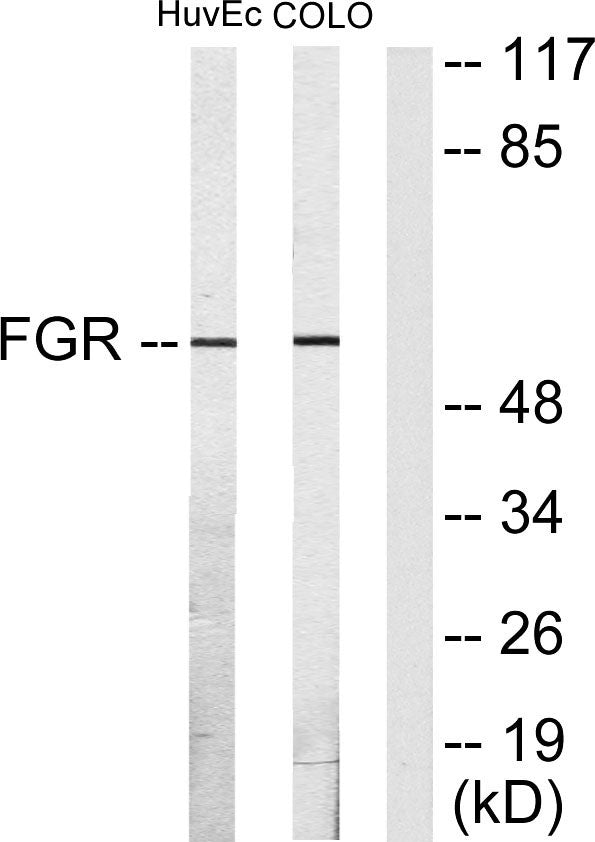 c-Fgr Rabbit Polyclonal Antibody