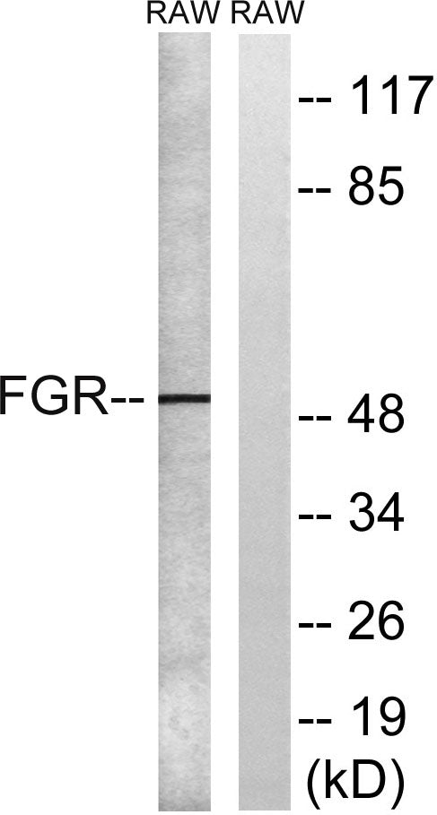 c-Fgr Rabbit Polyclonal Antibody
