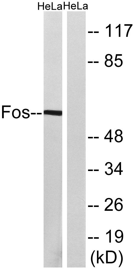 c-Fos Rabbit Polyclonal Antibody