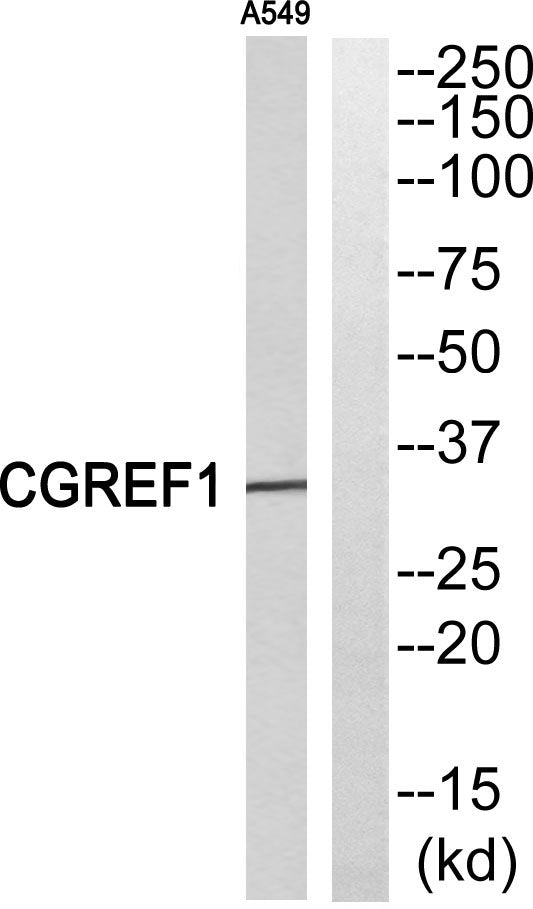 CGREF1 Rabbit Polyclonal Antibody