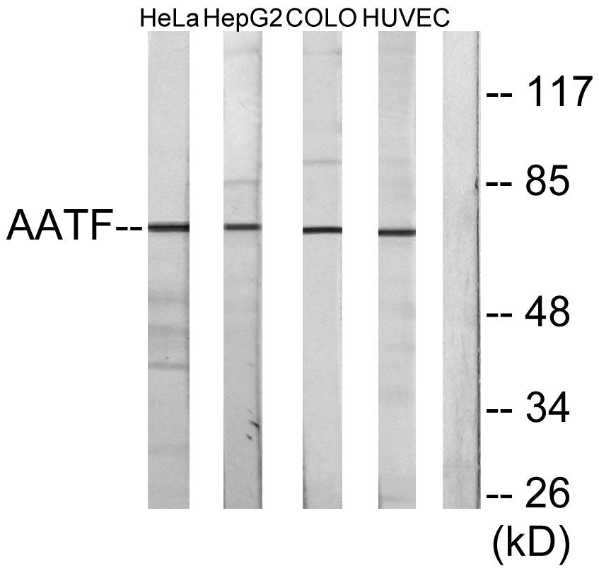 Che-1 Rabbit Polyclonal Antibody