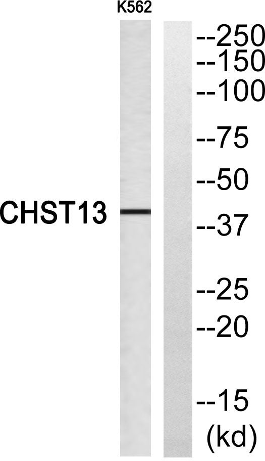 CHST13 Rabbit Polyclonal Antibody
