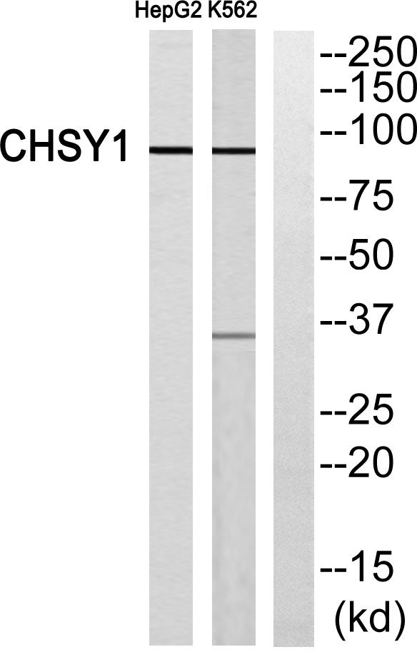 CHSY1 Rabbit Polyclonal Antibody