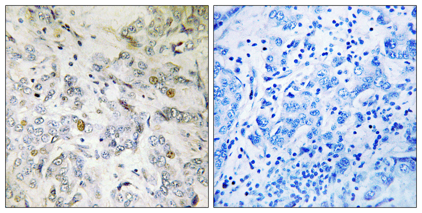 CIP29 Rabbit Polyclonal Antibody