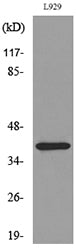 CKR-3 Rabbit Polyclonal Antibody